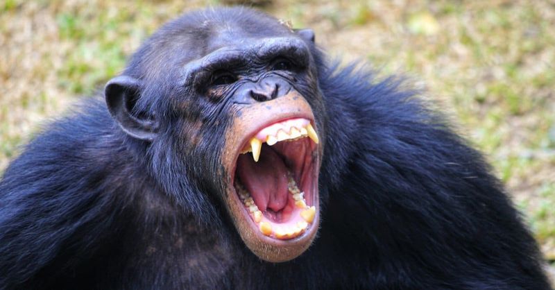 Chimpanzee