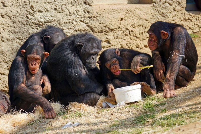 Chimpanzee