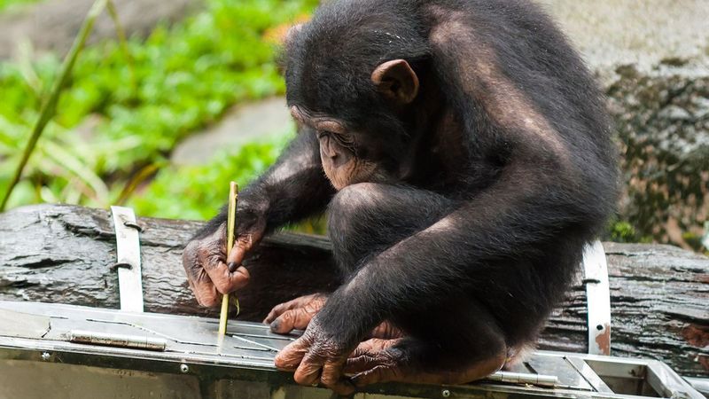 Chimpanzee