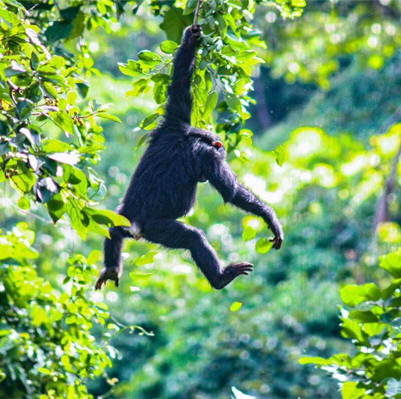 Chimpanzee Agility and Strength