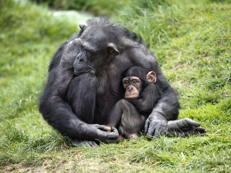 Chimpanzee