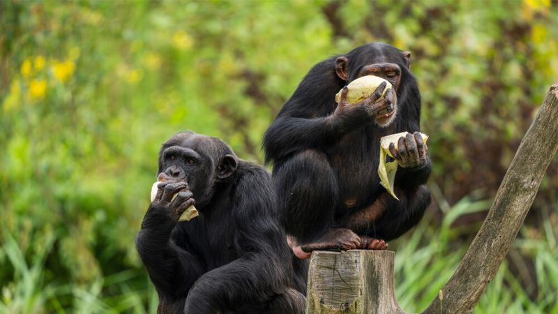 Chimpanzees