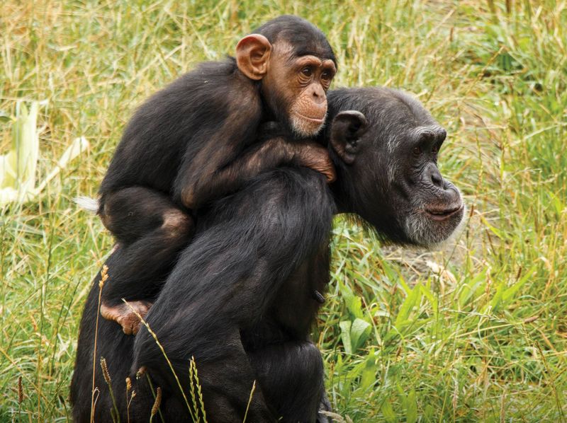 Chimpanzees: Our Closest Relatives