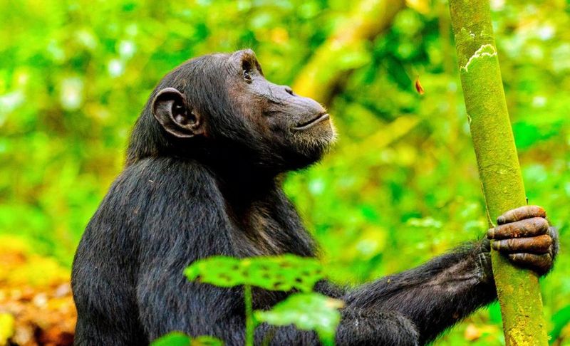 Chimpanzees Using Medicinal Plants