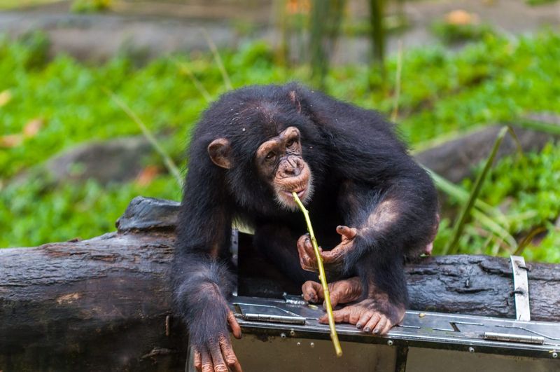 Chimpanzees and Tool Use