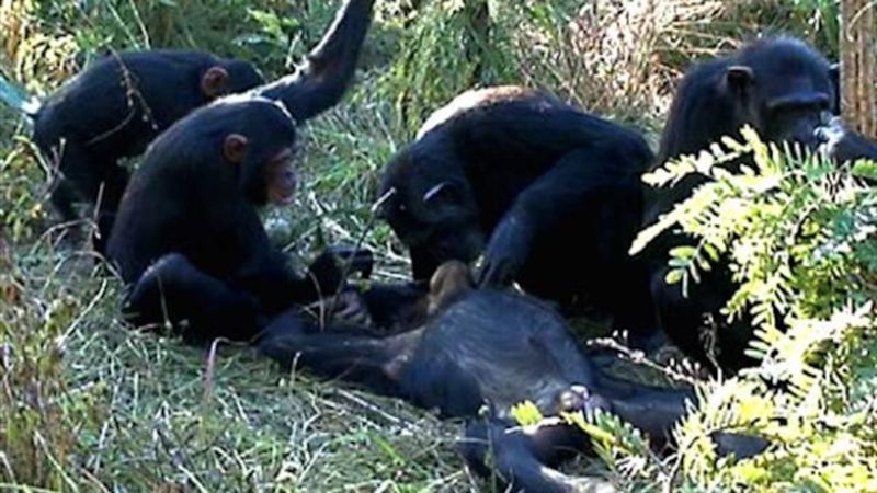 Chimpanzees