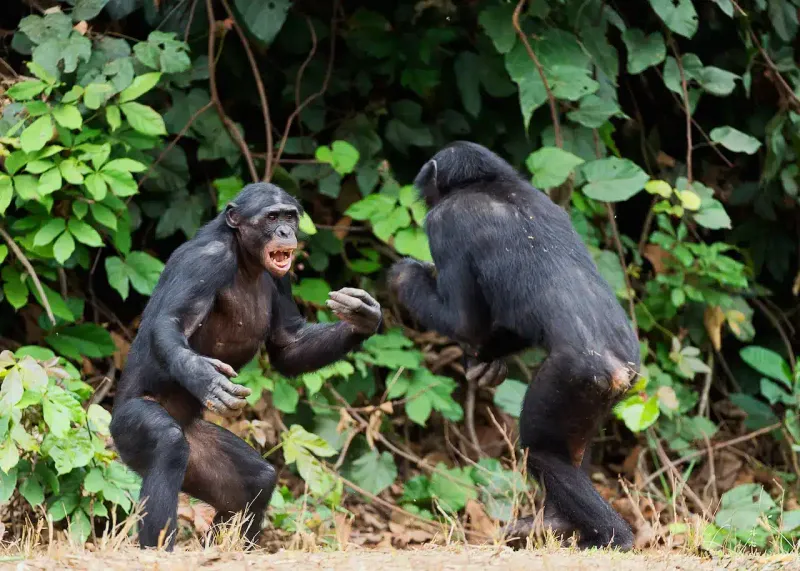 Chimpanzees