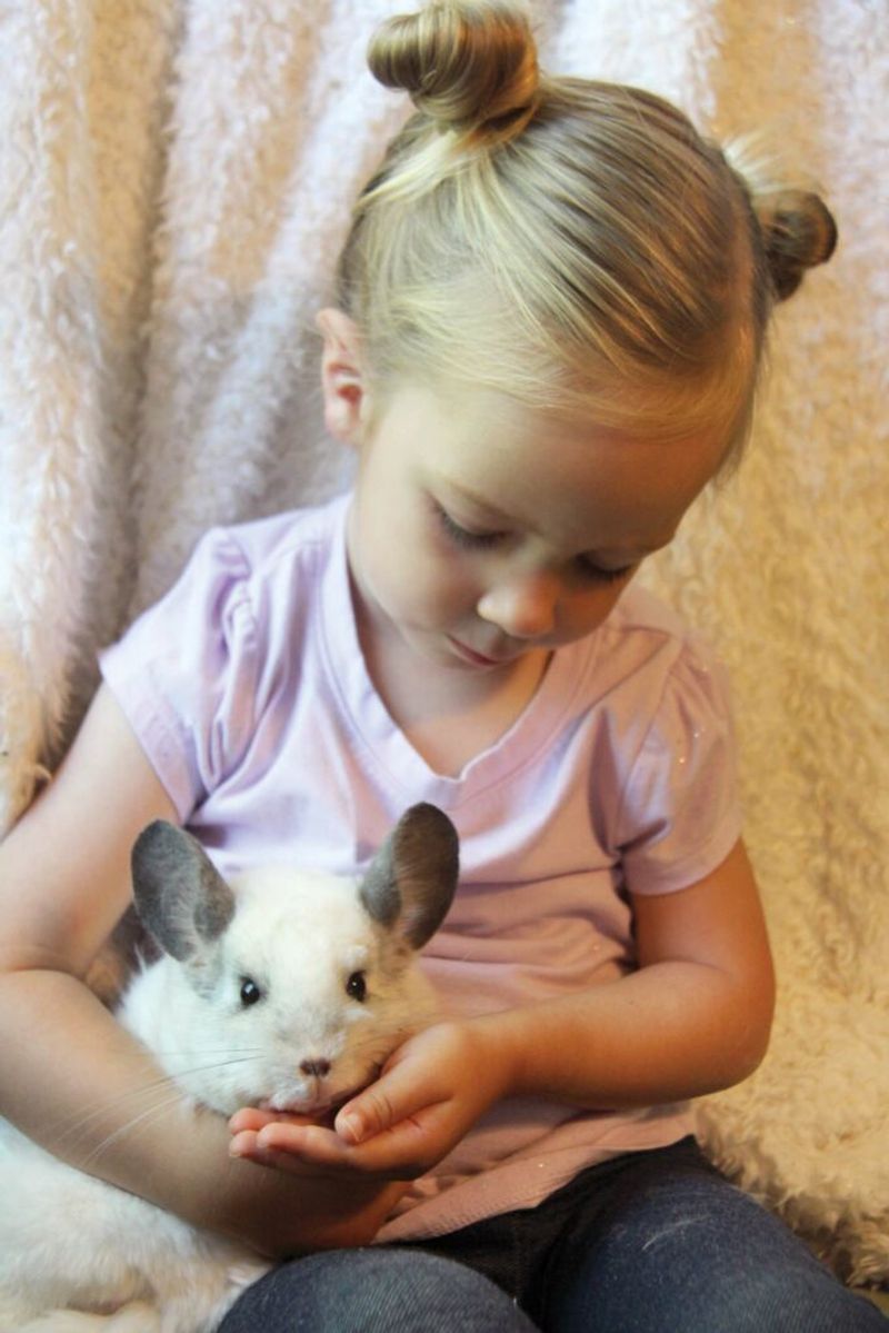 Chinchilla