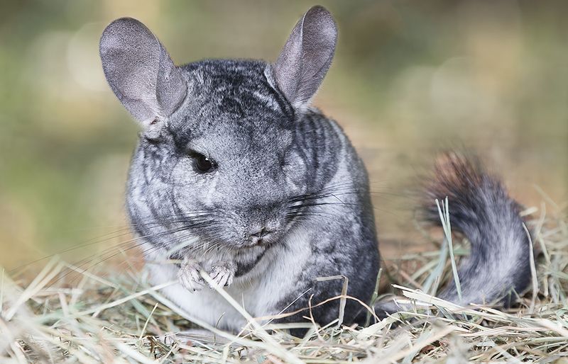 Chinchilla