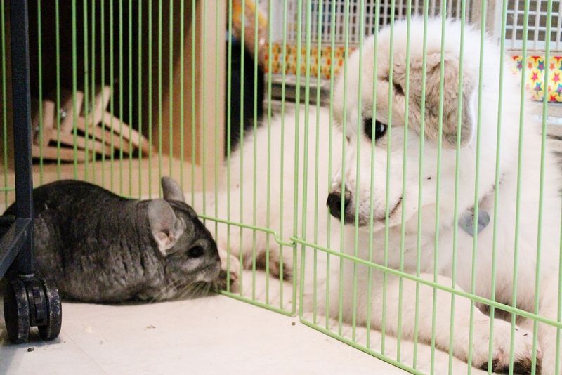 Chinchilla