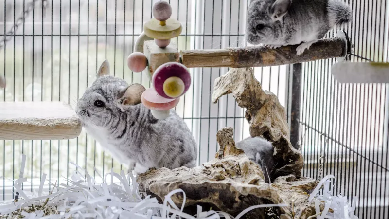 Chinchilla
