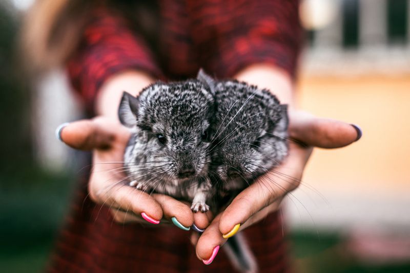 Chinchillas