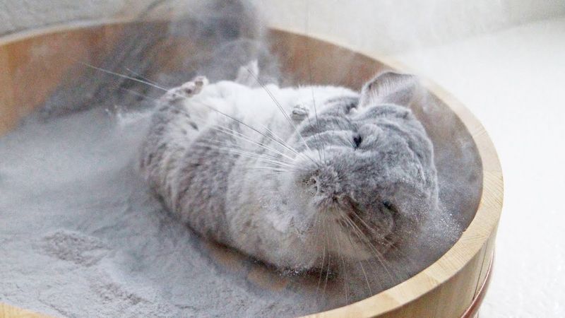 Chinchillas: Dusty Yet Delightful