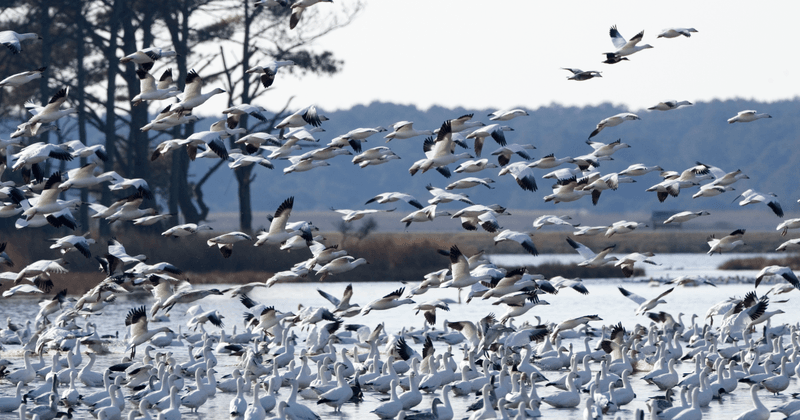 Chincoteague National Wildlife Refuge, Virginia