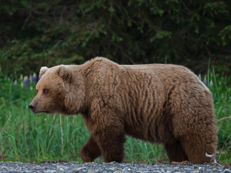 Chinitna Bay Bear - The Coastal Forager