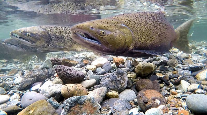 Chinook Salmon