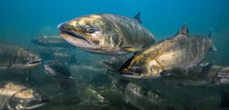 Chinook Salmon