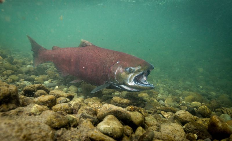 Chinook Salmon