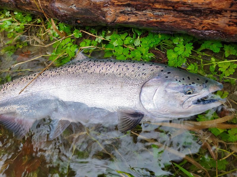 Chinook Salmon