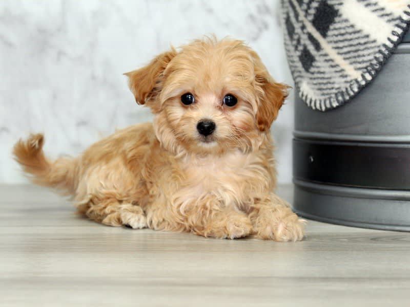 Chipoo