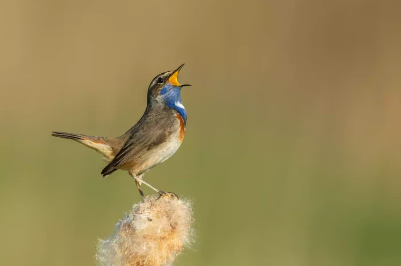 Chirping in Birds