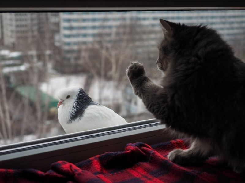 Chirping