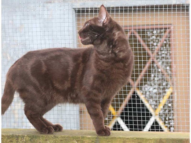 Chocolate Tabby