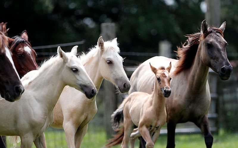 Choctaw Horse