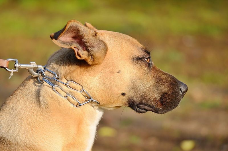 Choke Chains