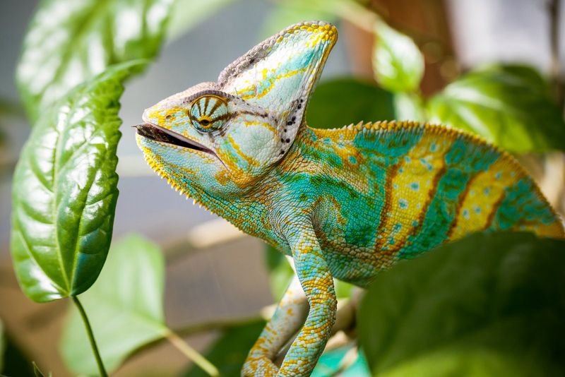 Choosing the Right Species
