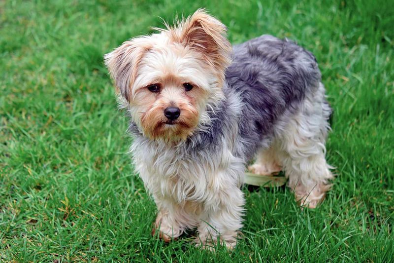 Chorkie