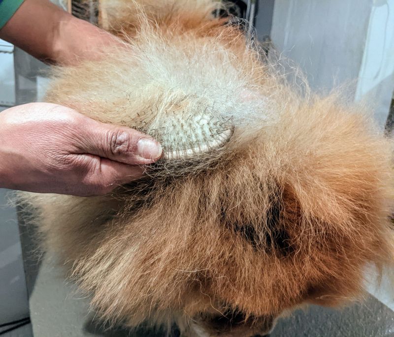 Chow Chow