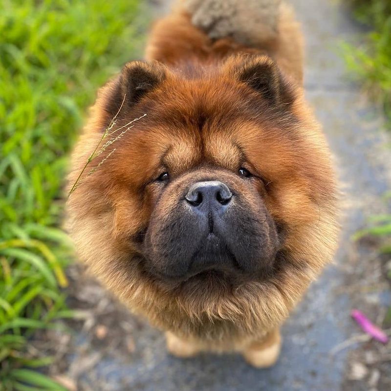 Chow Chow