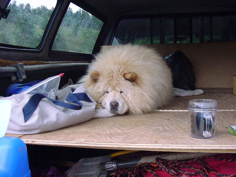 Chow Chow