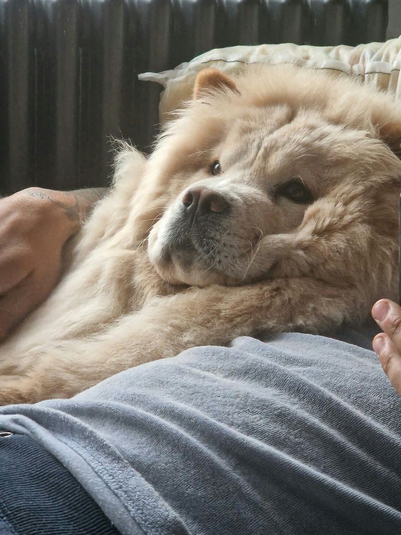 Chow Chow