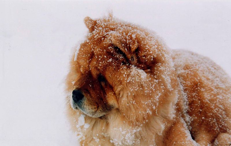 Chow Chow