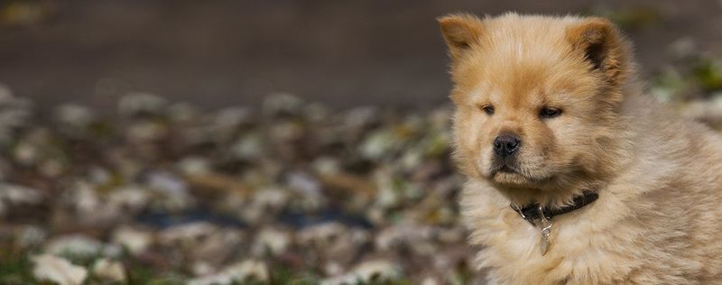 Chow Chow