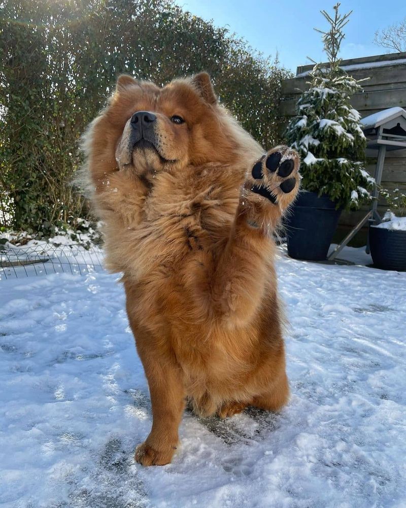 Chow Chow