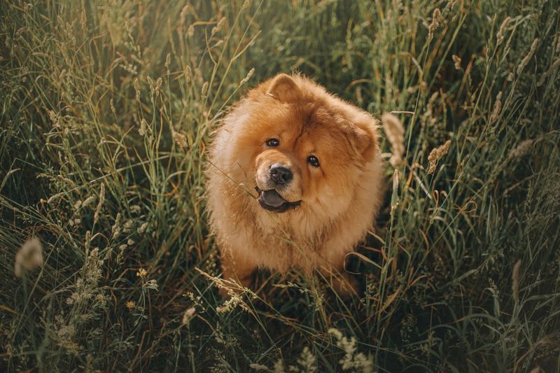 Chow Chow