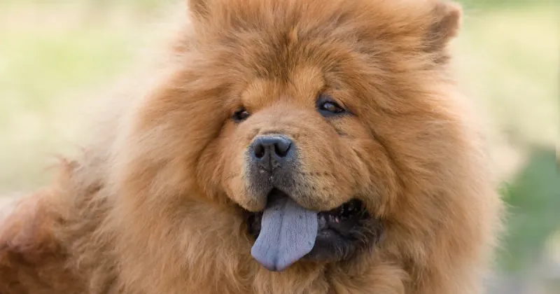 Chow Chow