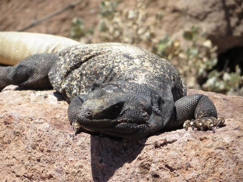 Chuckwalla Lizard