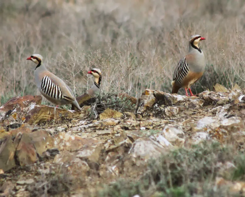 Chukar Partridge