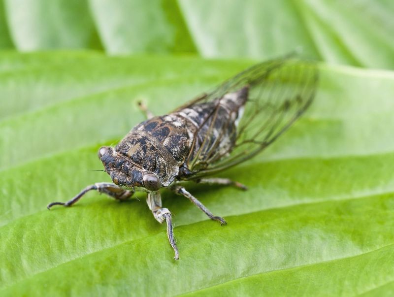Cicada