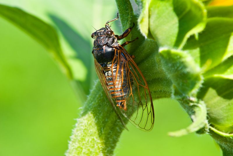 Cicada