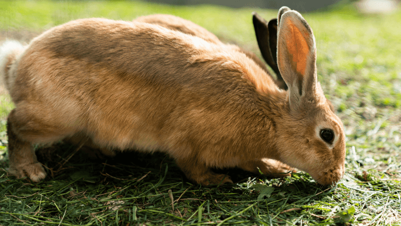 Cinnamon Rabbit