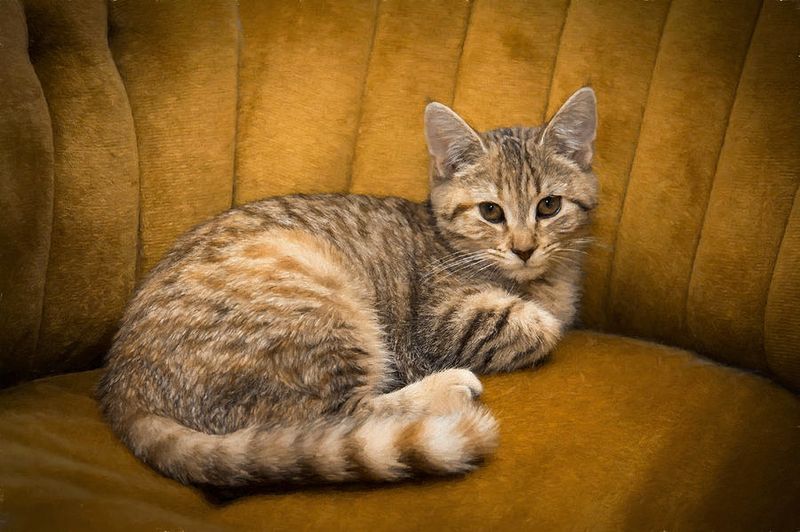 Cinnamon Tabby