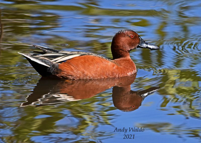 Cinnamon Teal