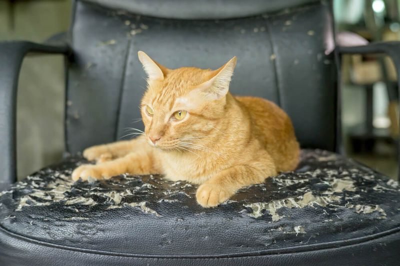 Clawing Furniture