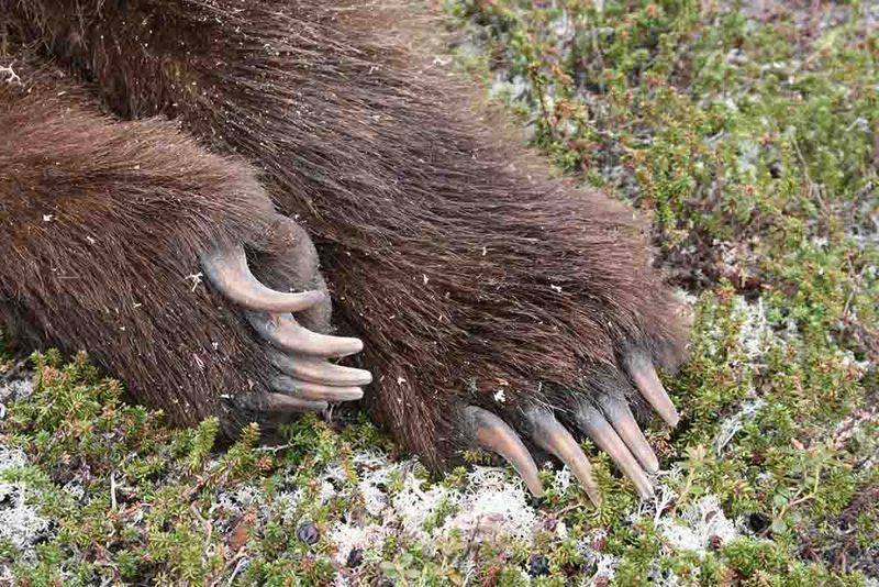 Clawing the Ground