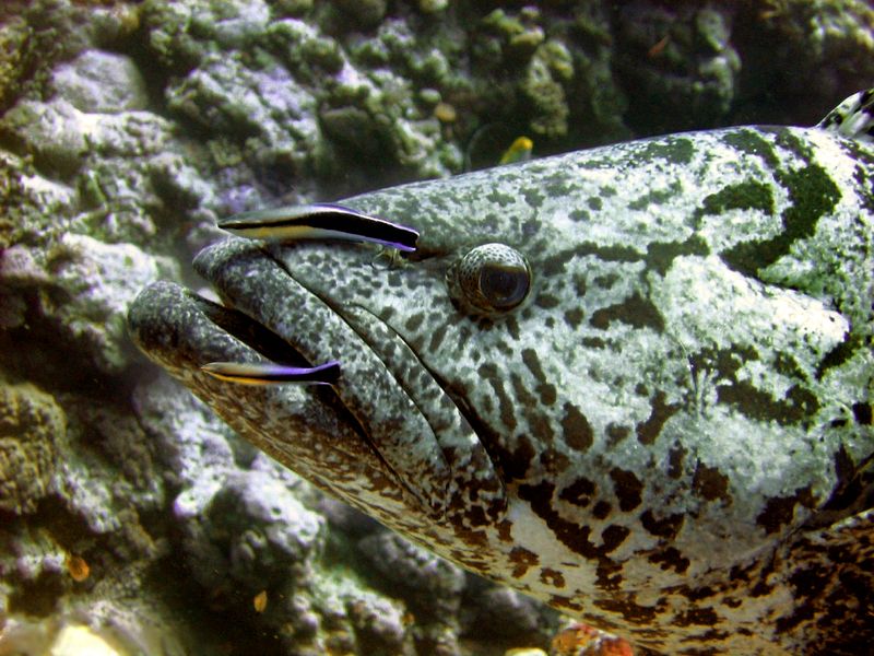 Cleaner Fish and Larger Fish